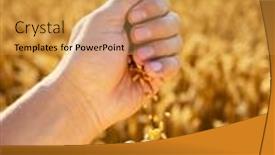 Presentation with golden light - Theme consisting of ripe-wheat-grains-in-agronomist background and a yellow colored foreground