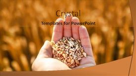  Presentation with golden light - Presentation theme enhanced with ripe-wheat-grains-in-agronomist background and a gold colored foreground