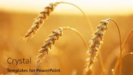  Presentation with golden light - PPT theme consisting of ripe-wheat-spikelets-on-golden background and a gold colored foreground