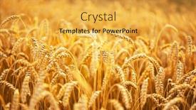  Presentation with golden light - PPT theme consisting of ripe-wheat-spikelets-on-golden background and a yellow colored foreground