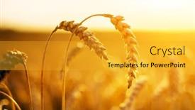  Presentation with golden light - PPT theme having ripe-wheat-spikelets-on-golden background and a gold colored foreground