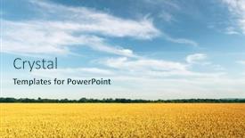  Presentation with sky blue - Presentation theme with ripe-wheat-spikelets-on-golden background and a sky blue colored foreground