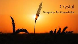  Presentation with industrial engineer orange - Theme with ripe-wheat-spikelets-silhouette background and a yellow colored foreground