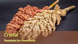  Presentation with sorghum - Presentation theme with red sorghum seeds on black background and a red colored foreground