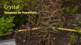  Presentation with herb - Slides with ripe-willow-herb-meadow-chamerion background and a tawny brown colored foreground