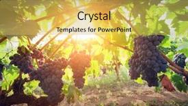  Presentation with tuscany - Slide set consisting of ripe wine grapes on vines in tuscany italy sun shining through leaves background and a yellow colored foreground