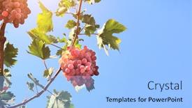  Presentation with vine wine - Audience pleasing PPT theme consisting of ripe-wine-grapes backdrop and a light blue colored foreground