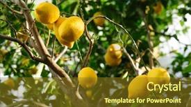  Presentation with yellow green - Colorful presentation enhanced with ripe yellow lemon fruits hanging backdrop and a tawny brown colored foreground