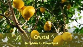  Presentation with low hanging fruit - Presentation design having ripe yellow lemon fruits hanging background and a tawny brown colored foreground