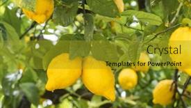  Presentation with water drops - PPT theme featuring ripe-yellow-lemons-in-water background and a gold colored foreground