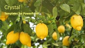  Presentation with water drops - Presentation design with ripe-yellow-lemons-in-water background and a tawny brown colored foreground