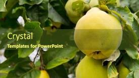 Presentation with tree - Colorful PPT theme enhanced with ripe-yellow-quince-hanging backdrop and a tawny brown colored foreground