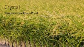  Presentation with rice field - PPT theme consisting of ripe-yellow-rice-field background and a yellow colored foreground