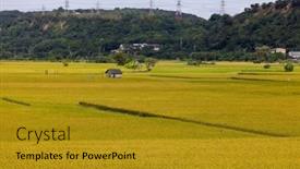  Presentation with rice field - Presentation theme with ripe-yellow-rice-field background and a gold colored foreground