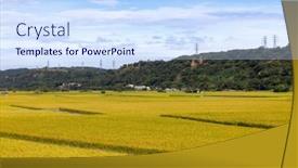  Presentation with rice field - Slide set having ripe-yellow-rice-field background and a sky blue colored foreground