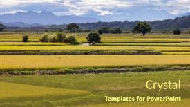  Presentation with rice field - PPT theme enhanced with ripe-yellow-rice-field background and a tawny brown colored foreground