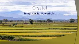  Presentation with rice field - PPT theme consisting of ripe-yellow-rice-field background and a sky blue colored foreground