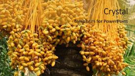  Presentation with date palm - Slide deck featuring riped yellow dates hanging background and a gold colored foreground