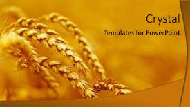  Presentation with wheat - Audience pleasing theme consisting of wheat closeup wheat field background of ripening ears of wheat harvest and food concept backdrop and a gold colored foreground