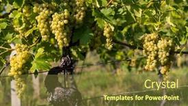  Presentation with czech republic - Theme enhanced with ripening-grapes-in-southern-moravia background and a  colored foreground