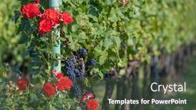 Presentation with czech republic - Presentation design with ripening-grapes-in-southern-moravia background and a tawny brown colored foreground