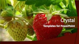  Presentation with strawberry - Beautiful presentation theme featuring ripening strawberry fruits backdrop and a tawny brown colored foreground