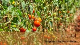  Presentation with organic - Beautiful presentation design featuring ripped-organic-tomatoes backdrop and a gold colored foreground