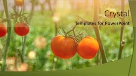  Presentation with organic - Beautiful PPT layouts featuring ripped-organic-tomatoes backdrop and a yellow colored foreground