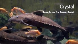  Presentation with catfish - Slides enhanced with ripsaw catfish oxydoras niger also background and a dark gray colored foreground