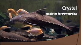  Presentation with catfish - PPT theme consisting of ripsaw catfish oxydoras niger also background and a dark gray colored foreground