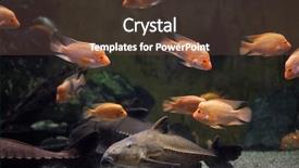  Presentation with catfish - Theme having ripsaw catfish oxydoras niger also background and a tawny brown colored foreground