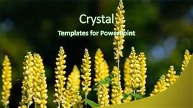  Presentation with flower - Audience pleasing presentation theme consisting of rising above - yellow flower standing backdrop and a  colored foreground