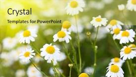  Presentation with sun rise back ground - Amazing presentation having rising sun above the beautiful chamomiles backdrop and a yellow colored foreground