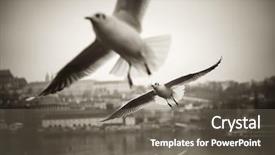  Presentation with seagull - Slide set enhanced with river black and white background and a  colored foreground