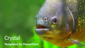  Presentation with animal nature - PPT layouts enhanced with river brazil nature and animal background and a forest green colored foreground