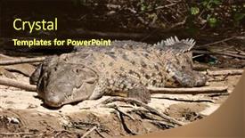  Presentation with crocodile - Theme featuring river crocodile in mexico background and a wine colored foreground