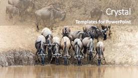  Presentation with great migration - Audience pleasing slide deck consisting of river during the great migration backdrop and a coral colored foreground