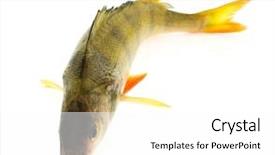  Presentation with fish river - Theme enhanced with river fish - perch on white background background and a  colored foreground