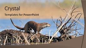  Presentation with river - Cool new presentation with river otter sitting backdrop and a coral colored foreground