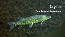  Presentation with underwater industry - PPT theme enhanced with river pollution - underwater photo big pike esox background and a dark gray colored foreground