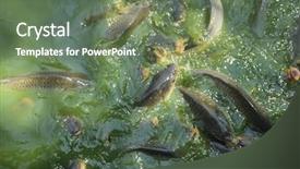  Presentation with water river - Colorful slide deck enhanced with aquarium green river shoal water common carp backdrop and a ocean colored foreground
