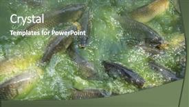  Presentation with hunting - Audience pleasing PPT layouts consisting of hunting green river shoal water common carp backdrop and a ocean colored foreground