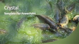  Presentation with water river - PPT theme consisting of pond green river shoal water common carp background and a ocean colored foreground