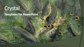  Presentation with hunting - PPT layouts having hunting green river shoal water common carp background and a gray colored foreground