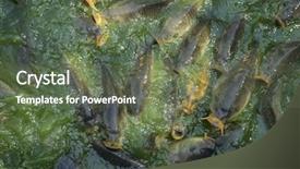  Presentation with fish river - PPT theme featuring fish green river shoal water common carp background and a tawny brown colored foreground