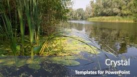  Presentation with cane - Amazing theme having riverbank-details-cane-alga-slough backdrop and a gray colored foreground