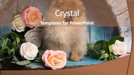  Presentation with roses - Amazing slide deck having ro - spitz pomeranian and flowers roses backdrop and a coral colored foreground