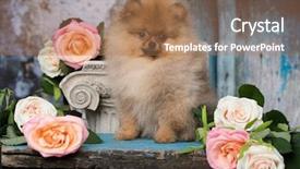  Presentation with roses - PPT theme featuring ro - spitz pomeranian and flowers roses background and a coral colored foreground