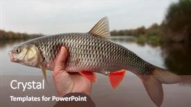  Presentation with fisherman - Presentation theme having roach - chub in fisherman's hand late background and a violet colored foreground