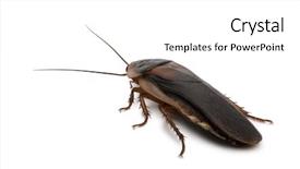  Presentation with navratri festival front page pdf - Amazing theme having roach - dubia cockroach blaptica dubia backdrop and a white colored foreground